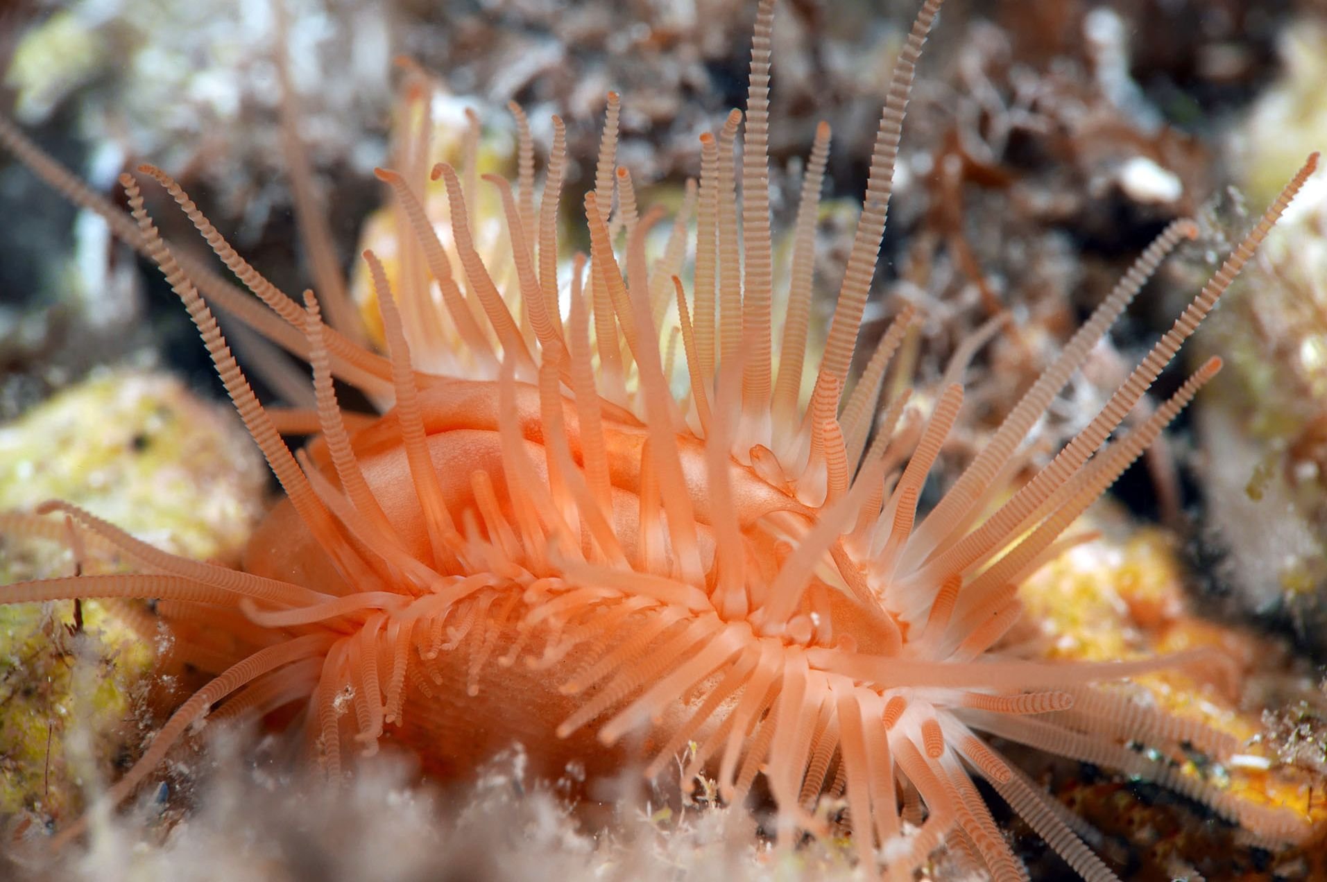 Flabelina
